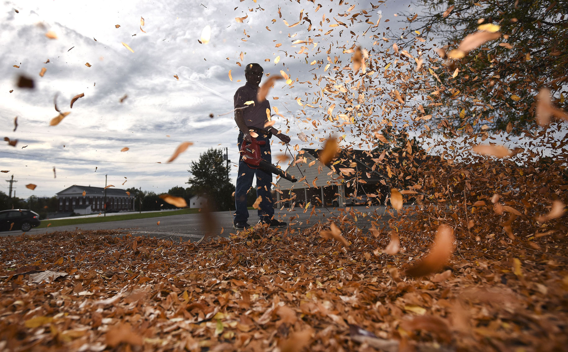 Fall Leaves